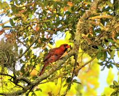 Bird Natural Red