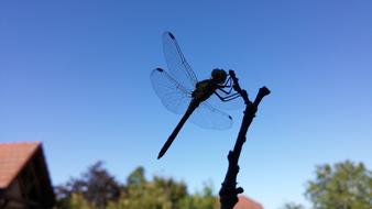 Silhouette Of A Dragonfly Against