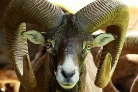 Mouflon Wildlife Park Wild Animal