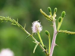 Landscape Ulloa Mountains