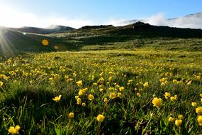 flowers in a green field