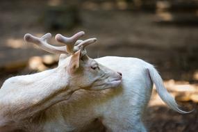 DÃ¡mszarvas White Mammal