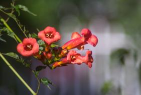 garden red blooming flowers closeup photo