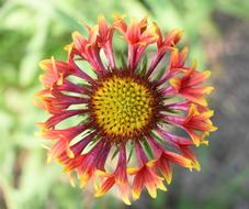 Gaillardia Flower Red And Yellow