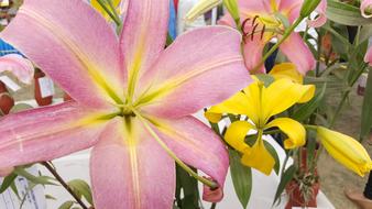 Flowers Sun Beautiful