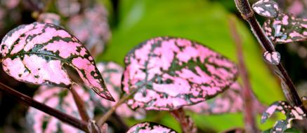Leaves Roses Plant