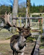 Wild Hirsch Animal in zoo