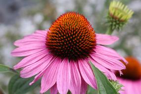 Blossom Bloom Plant