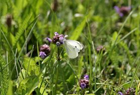 White Butterfly Bielinek