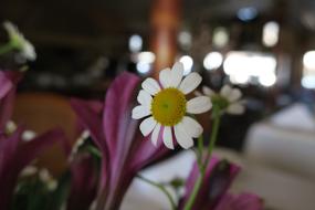 Daisy Flower White