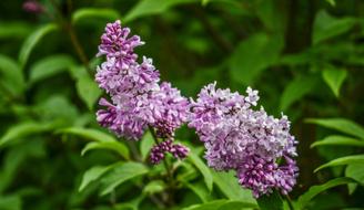 the beautiful lilacs in the garden