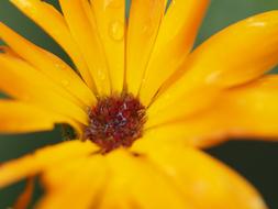 orange blossom in water droplets