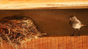 a sweet bird by the nest on the roof.