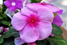 Flower Pink Purple