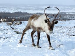 Reindeer The Herd Pasture Horn