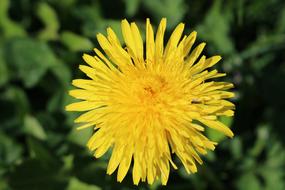 Dandelion Taraxacum Flower Yellow
