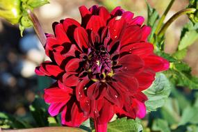 Dahlia Flower