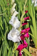 Gladidus Butterfly blossoms