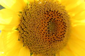 Sunflower Yellow