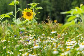 lots of flowers in the field