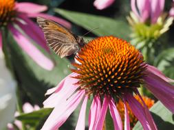 Butterfly Flower Blossom