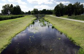 Ducks in Channel River