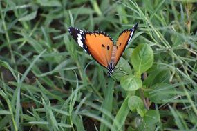 Butterfly Papilionidae Insect in grass