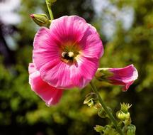 Blossom Bloom Rose Stock