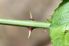 green Thorns on Rose Sting