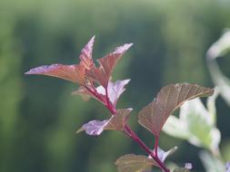 Hedge Garden Nature