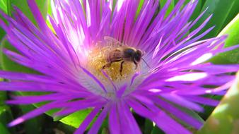 Flower Bee Nature