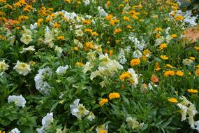 Flowers Has A Massive Yellow White