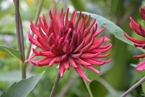 Dahlia Red Massif