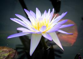 lake lily with purple coloring