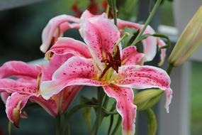 Lily Flower Blooming
