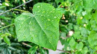 wet leaf closeup photo