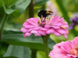 Zinnia Pink Bee Close