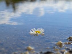 Flower flowing in water