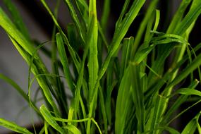 Tree Green Leaf Flowers