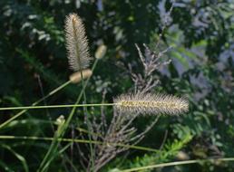 Squirrel-Tailed Grass Plant
