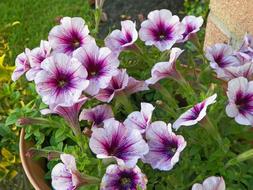 Watercolor Purple Hibiscus