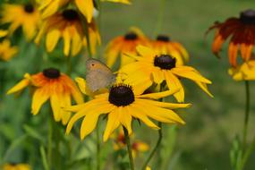 Butterfly Rudbekia Rudbekie