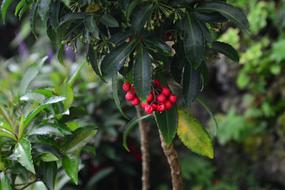 Flowers Botanical Garden