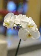 Flower Orchid White