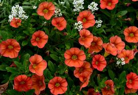 Flowers Orange White