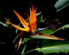 Flower Bird Of Paradise Exotic