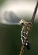 a magnificent dragonfly close-up
