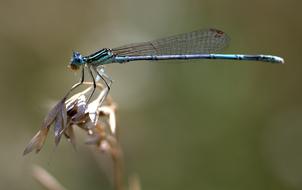 Dragonfly Insect Wings macro picture