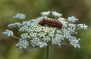 The Larva Brown Caterpillar insect