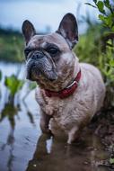 Gerda French Bulldog Dog